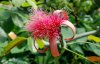 Flower.jpg