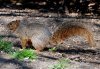 Squirrel.jpg