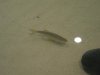 pondmay077.jpg