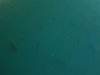 canalfish.jpg