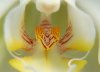 flower.jpg