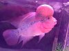 ImageUploadedByMonsterAquariaNetwork1377521607.810015.jpg