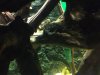 ImageUploadedByMonsterAquariaNetwork1377526457.693362.jpg
