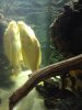 ImageUploadedByMonsterAquariaNetwork1377544021.662405.jpg