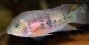 ImageUploadedByMonsterAquariaNetwork1377629799.115805.jpg ImageUploadedByMonsterAquariaNetwork1377629799.115805.jpg