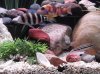 DSCF1453.JPG