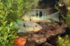 fish4.jpg