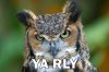 ya_rly_owl.jpg