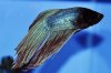 fish 047.JPG