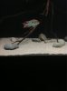 ImageUploadedByMonsterAquariaNetwork1378852630.651112.jpg