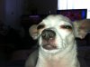 ImageUploadedByMonsterAquariaNetwork1886538934.425176.jpg ImageUploadedByMonsterAquariaNetwork1886538934.425176.jpg