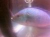 ImageUploadedByMonsterAquariaNetwork1379264346.358763.jpg