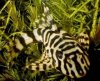 5nice pleco.jpg 5nice pleco.jpg
