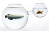 fishbowl.jpg