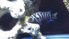 ImageUploadedByMonsterAquariaNetwork1379476326.001088.jpg ImageUploadedByMonsterAquariaNetwork1379476326.001088.jpg