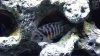 ImageUploadedByMonsterAquariaNetwork1379476339.150919.jpg ImageUploadedByMonsterAquariaNetwork1379476339.150919.jpg