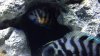 ImageUploadedByMonsterAquariaNetwork1379476432.150578.jpg ImageUploadedByMonsterAquariaNetwork1379476432.150578.jpg