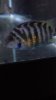 ImageUploadedByMonsterAquariaNetwork1379476571.962085.jpg ImageUploadedByMonsterAquariaNetwork1379476571.962085.jpg