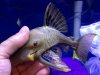 Plecos.JPG