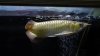 tailess_20_Sep_2013.jpg