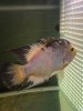 ImageUploadedByMonsterAquariaNetwork1379725830.723696.jpg