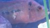 Flowerhorn Injury.jpg