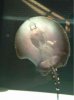 ImageUploadedByMonsterAquariaNetwork1380150230.773938.jpg ImageUploadedByMonsterAquariaNetwork1380150230.773938.jpg