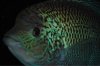 ImageUploadedByMonsterAquariaNetwork1380259713.928543.jpg ImageUploadedByMonsterAquariaNetwork1380259713.928543.jpg