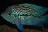 ImageUploadedByMonsterAquariaNetwork1380259735.507621.jpg ImageUploadedByMonsterAquariaNetwork1380259735.507621.jpg