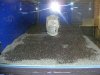 big tank 002 (2).JPG