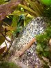 ImageUploadedByMonsterAquariaNetwork1380356895.395614.jpg ImageUploadedByMonsterAquariaNetwork1380356895.395614.jpg