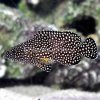 spotted-grouper.jpg