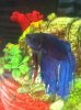ImageUploadedByMonsterAquariaNetwork1380455167.813251.jpg