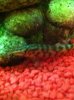 ImageUploadedByMonsterAquariaNetwork1380486890.500673.jpg