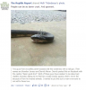Snake nail gun1.PNG Snake nail gun1.PNG