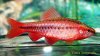 CherryBarb2.jpg