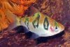 snakeskin_barb_fish.jpg