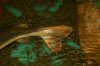 new house fish 241.jpg