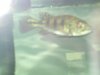 lfs p-bass 001.jpg lfs p-bass 001.jpg
