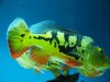 REDDD BREEDING BASS 192.JPG