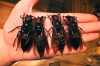 wasp.png