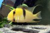 ImageUploadedByMonsterAquariaNetwork1381284971.432819.jpg