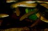 pseudomarulia.jpg
