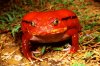 tomato_frog_L.jpg