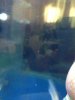 ImageUploadedByMonsterAquariaNetwork1382000299.200979.jpg ImageUploadedByMonsterAquariaNetwork1382000299.200979.jpg