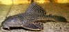 pleco-or-plecostomus.jpeg