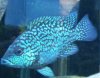 Texas cichlid 2.jpg Texas cichlid 2.jpg
