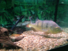 unknown cichla.png