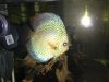 discus.JPG