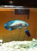 ImageUploadedByMonsterAquariaNetwork1383457024.573046.jpg ImageUploadedByMonsterAquariaNetwork1383457024.573046.jpg